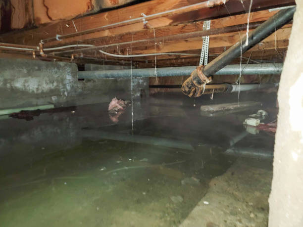Best Local water damage restoration  in Meadow Lake, NM